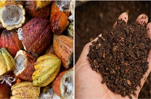 cocoa shells compost