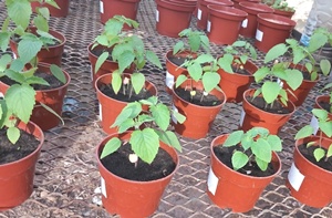 Mesosphaerum suaveolens 
